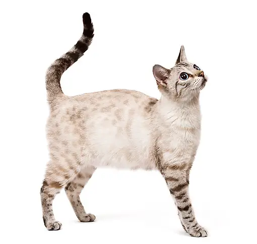 Seal Mink Snow Bengal Cat