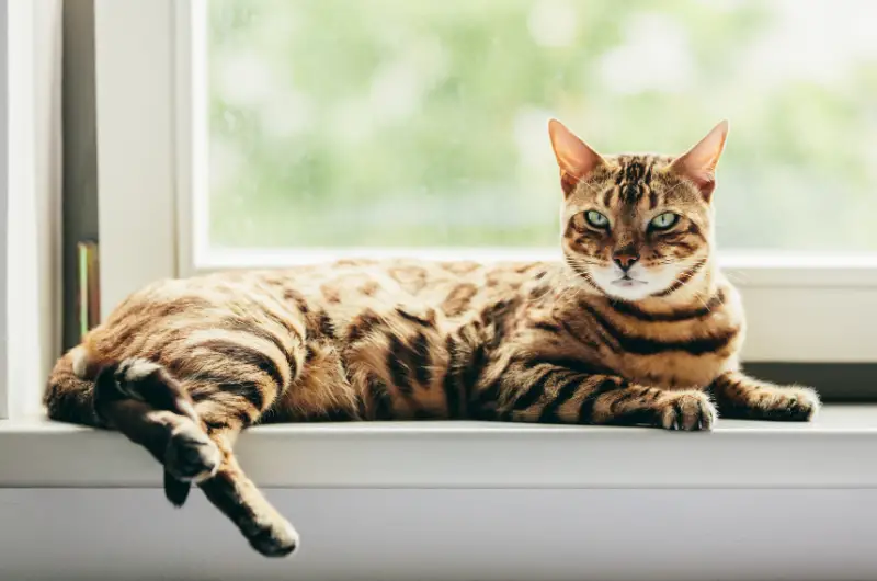 bengal cat