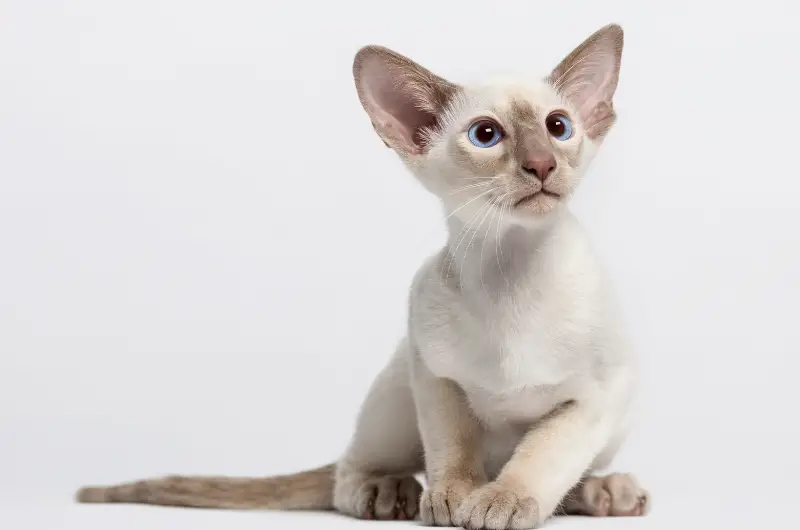 Oriental Shorthair