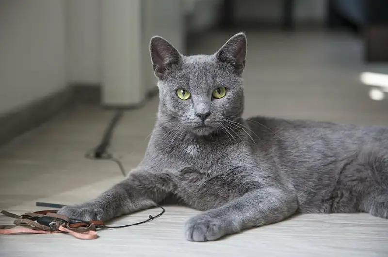 korat cat