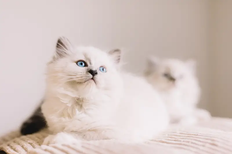 Ragdoll Kitten