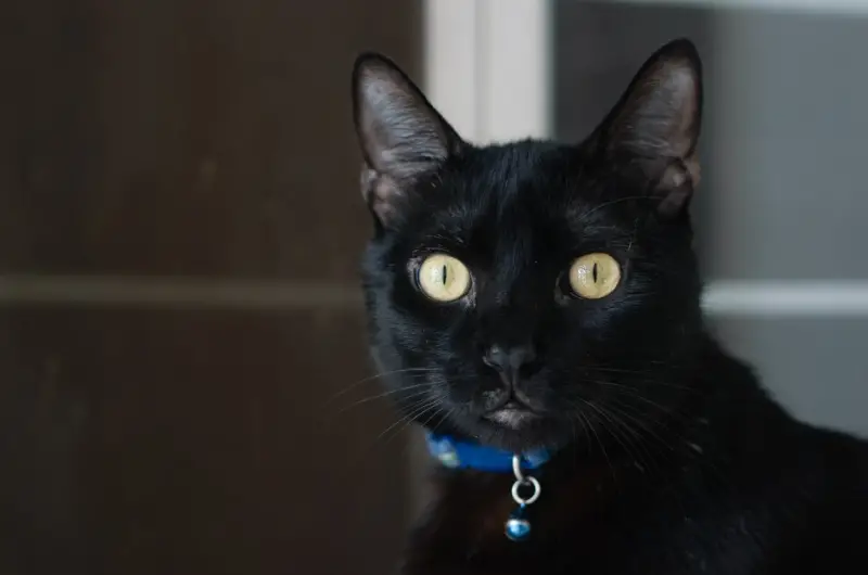 Bombay Cat