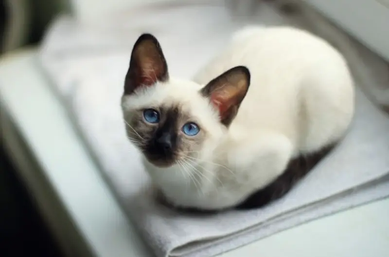 Siamese Cat