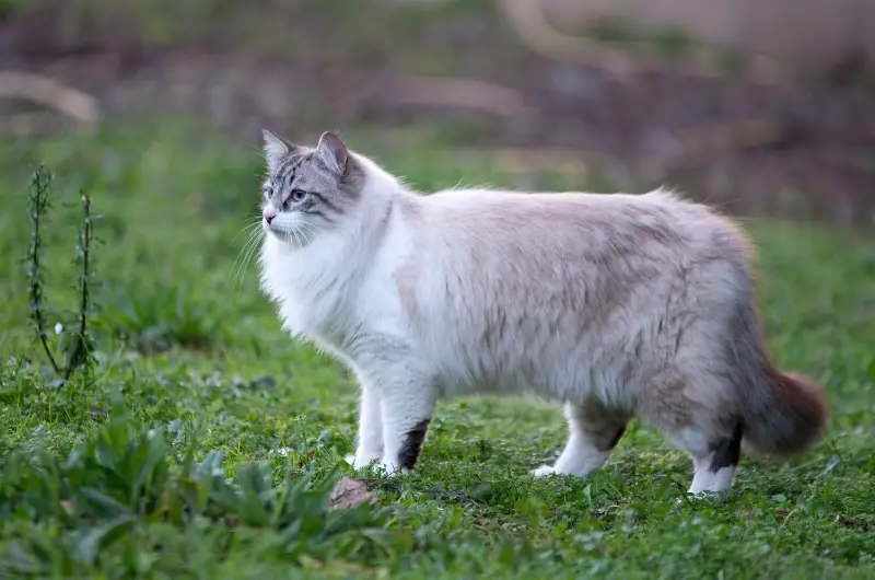 The Birman cat