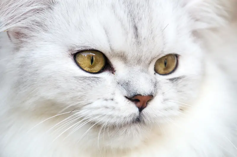 Persian cat