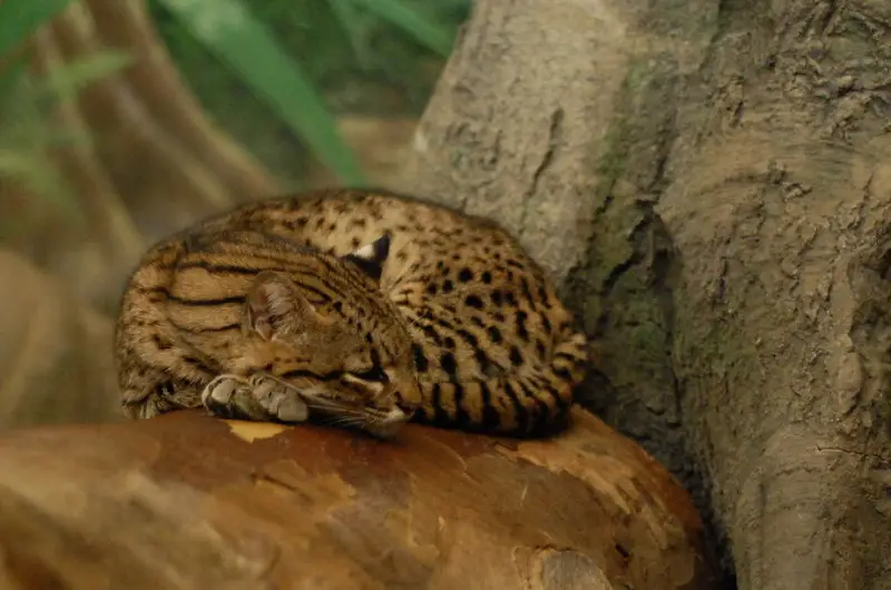 Geoffroy's Cat