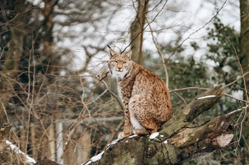 Canadian Lynx