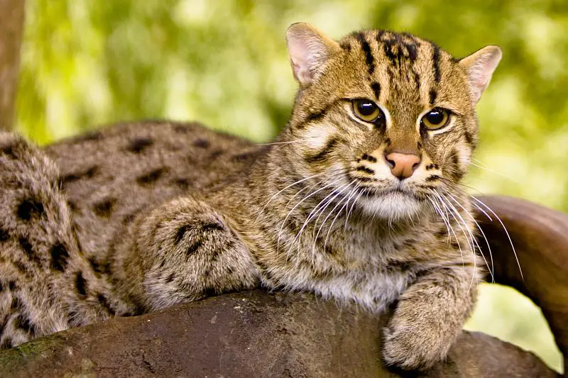 Fishing Cat