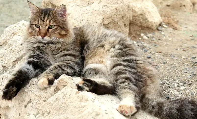 german longhair