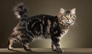 The American Bobtail