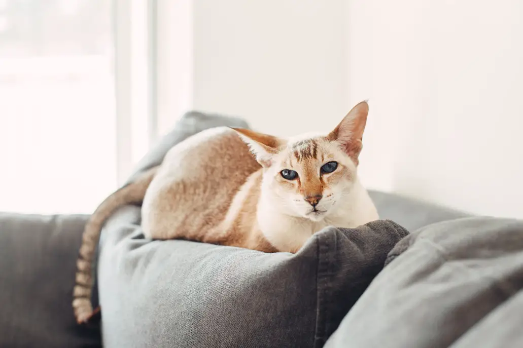 Oriental cat