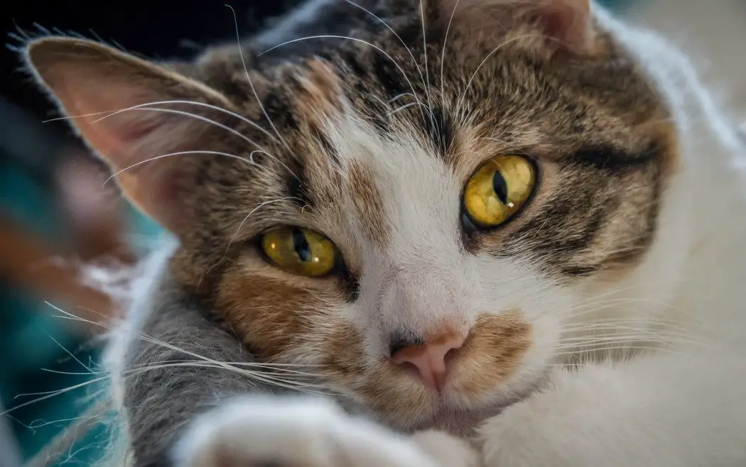 Japanese Bobtail