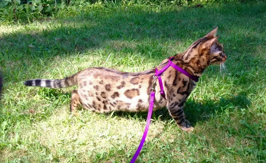 Asian Leopard Cat