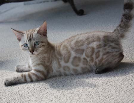 Seal Sepia Snow Bengal Cat`