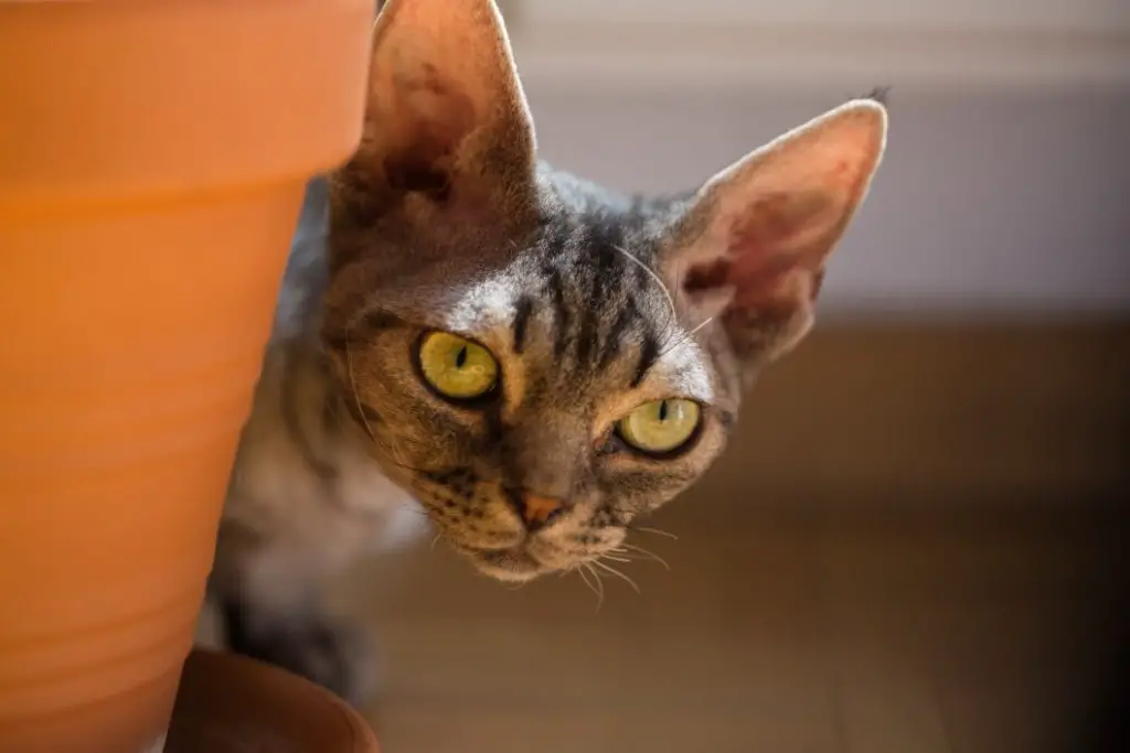 Devon Rex