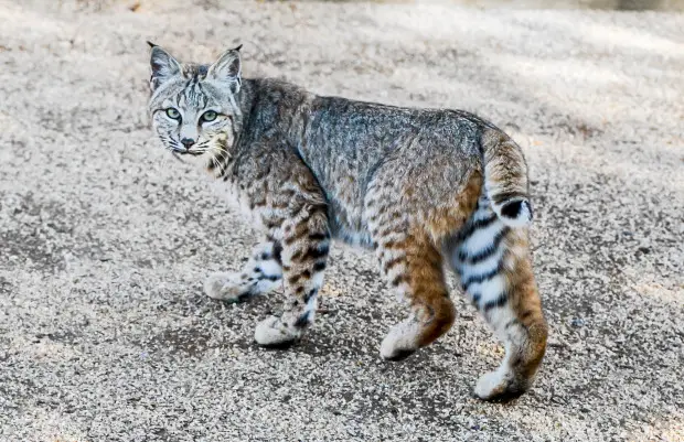 Bobcat