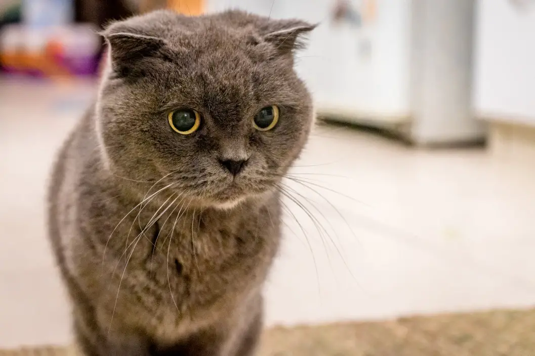 Scottish Fold