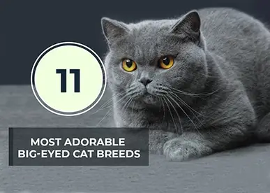 11 Most Adorable Big eyed Cat Breed in The World