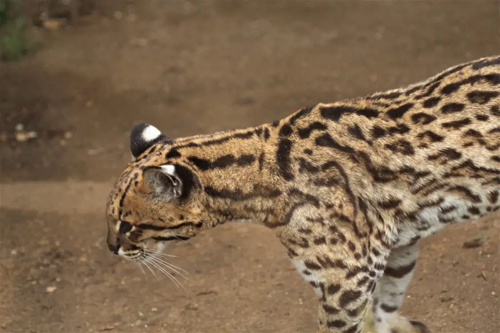 Ocelot