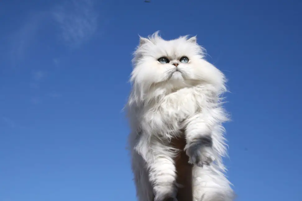 Persian Cat