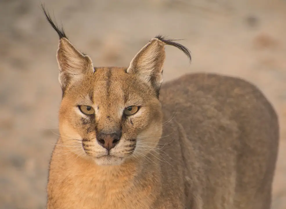 Caracal Cat