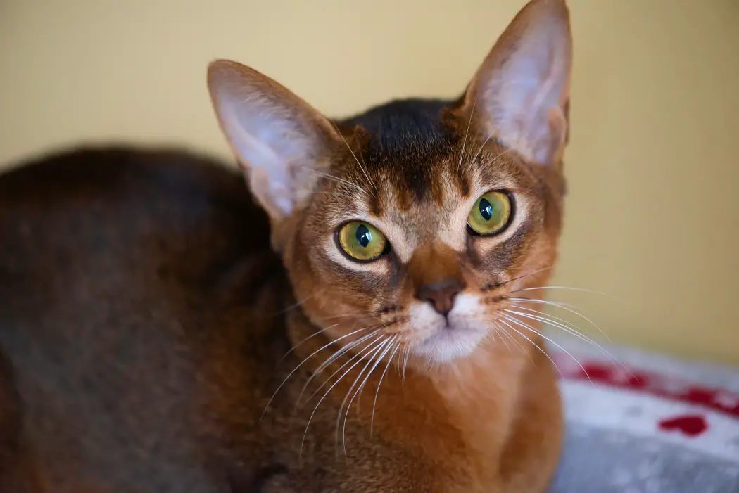 Abyssinian