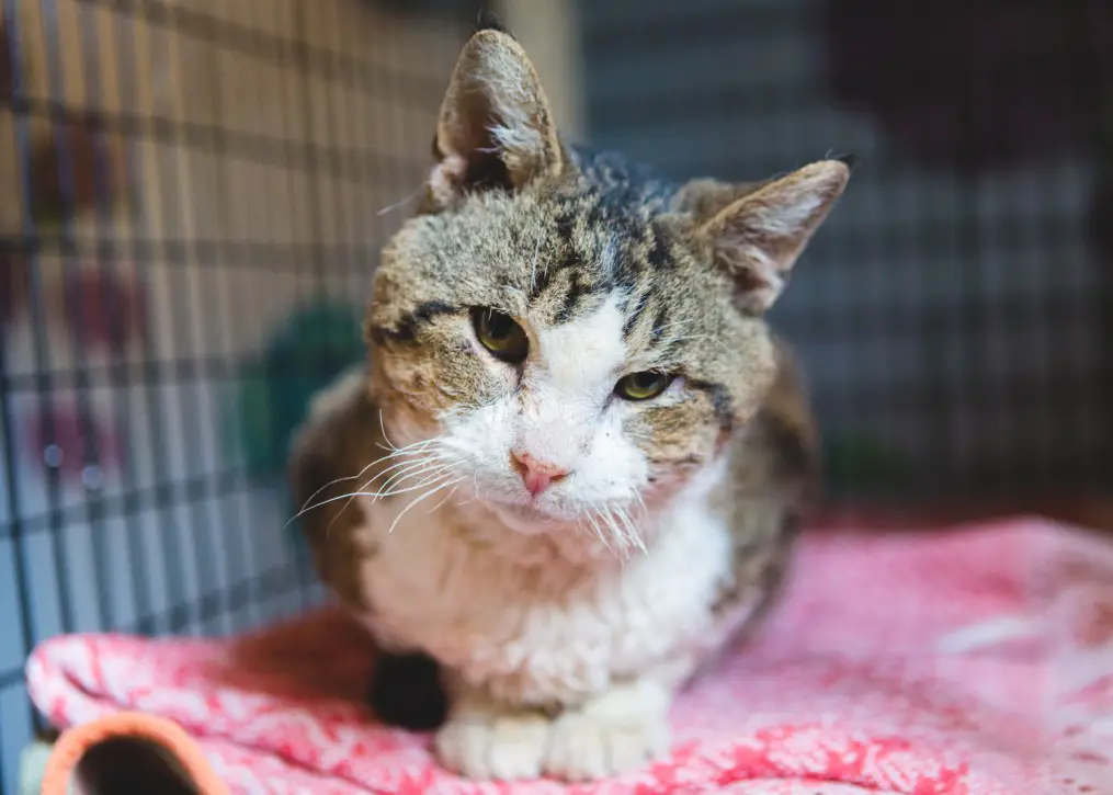 Cornish Rex