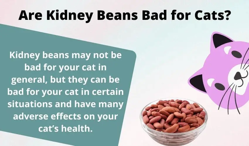 Are Kidney Beans Bad for Cats