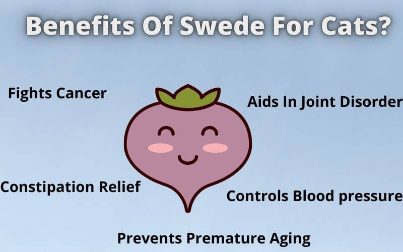 Benefits Of Swede For Cats