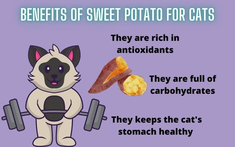 Benefits of sweet potato for cats
