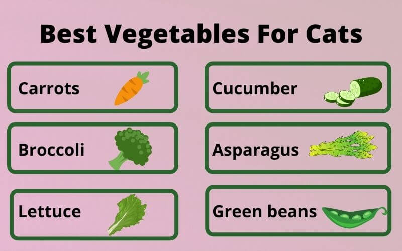 Best Vegetables For Cats