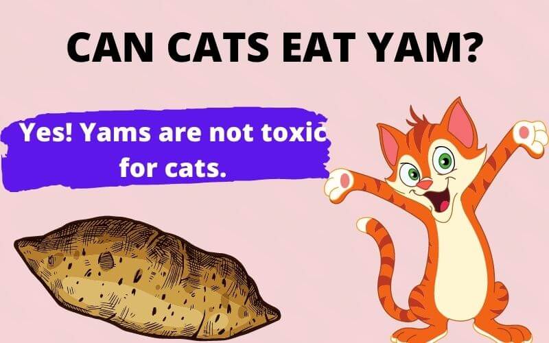 CAN CATS EAT YAM