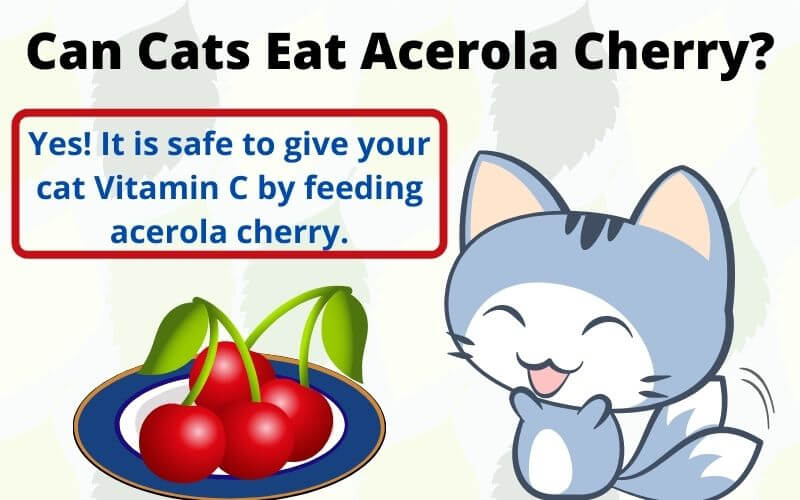 Can Cats Eat Acerola Cherry