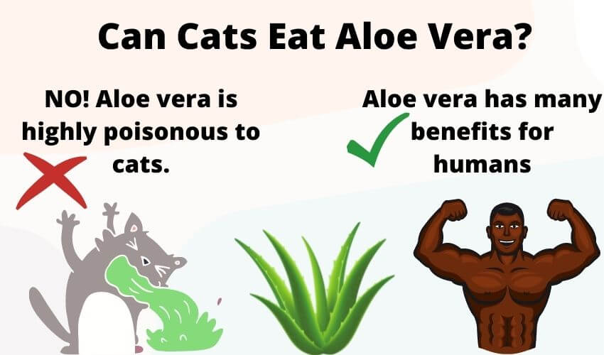 Can cats eat aloe vera?