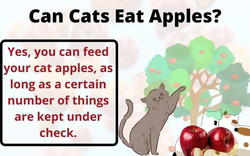 Can Cats Eat Apples