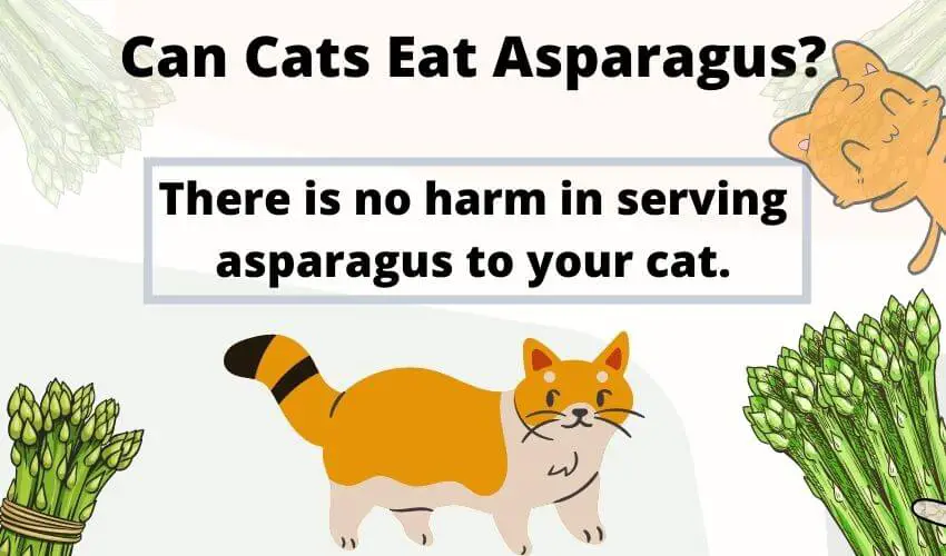 Can Cats Eat Asparagus