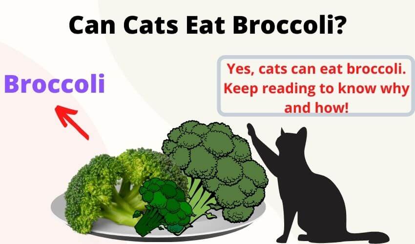Can Cats Eat Broccoli