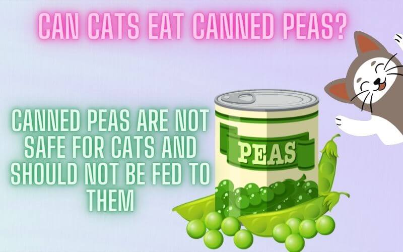Can Cats Eat Canned Peas