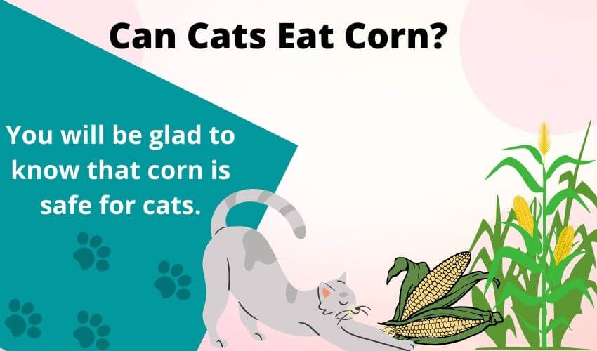 Can Cats Eat Corn