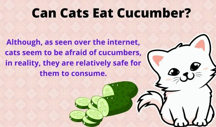 Can Cats Eat Cucumber