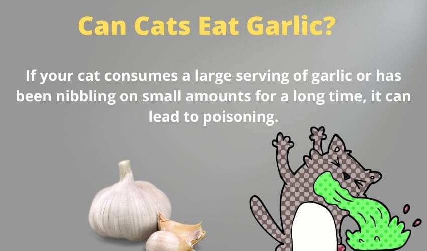 Can Cats Eat Garlic