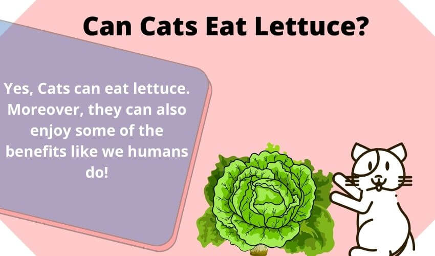 Can Cats Eat Lettuce