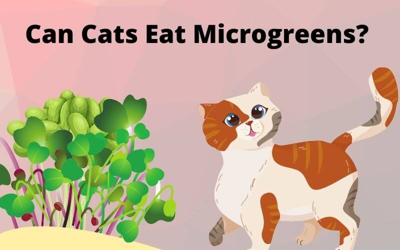 Can Cats Eat Microgreens