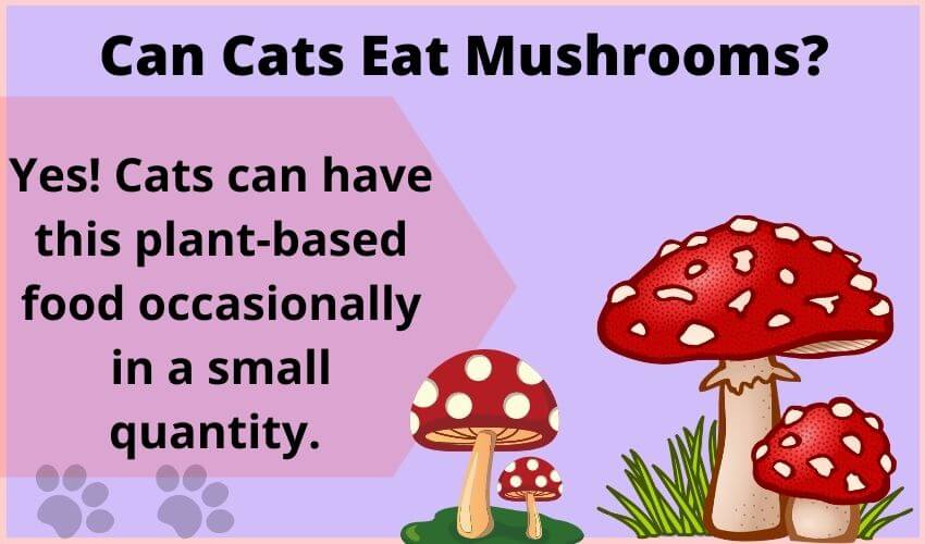 Can Cats Eat Mushrooms