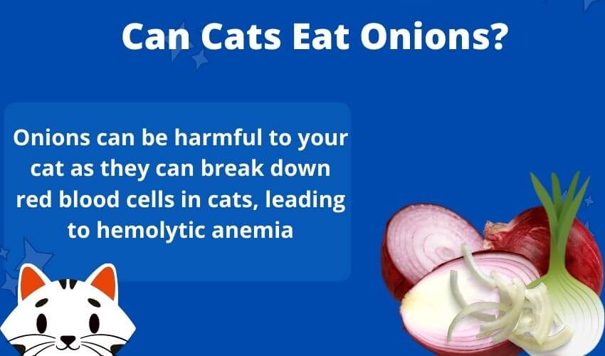 Can Cats Eat Onions