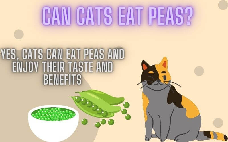 Can Cats Eat Peas