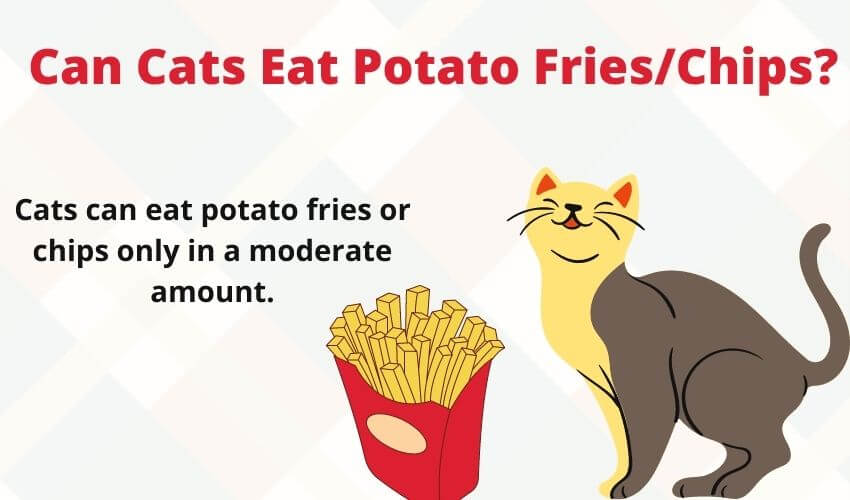 Can Cats Eat Potato Fries/Chips