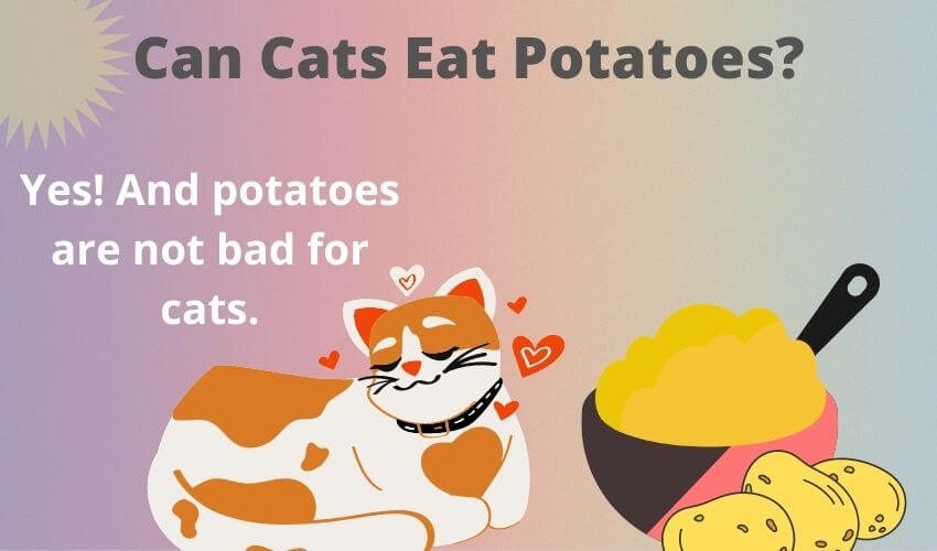 Can Cats Eat Potatoes