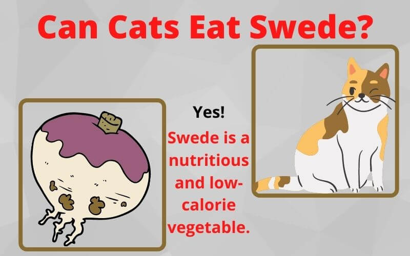 Can Cats Eat Swede