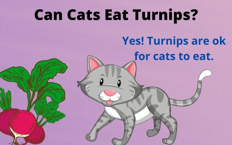 Can Cats Eat Turnips